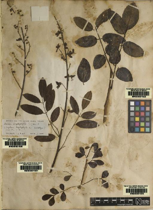 Sophora heptaphylla L. - BM000621521