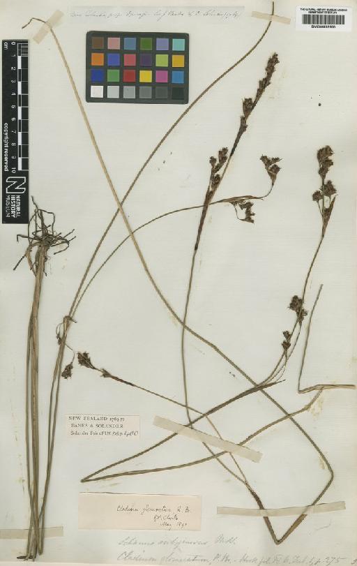 Machaerina rubiginosa (Sol. ex G.Forst.) T.Koyama - BM000832600