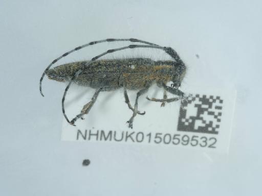 Agapanthia (Epoptes) villosoviridescens (De Geer, 1775) - 015059532_2
