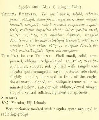 Tellina fijiensis subterclass Euheterodonta G. B. Sowerby II, 1868 - Tellina fijiensis (original description)