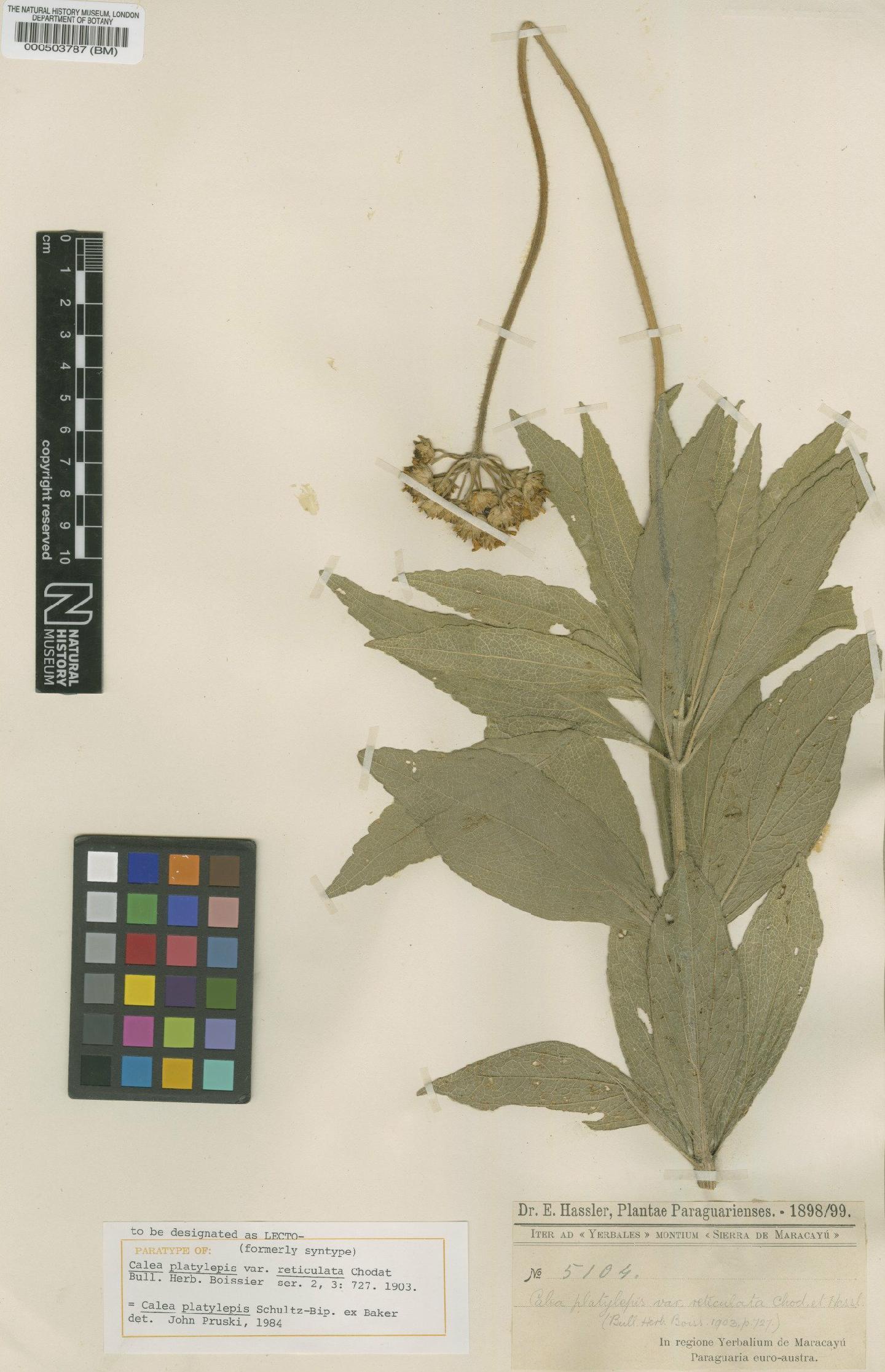 To NHMUK collection (Calea platylepis Sch.Bip. ex Baker; Paratype; NHMUK:ecatalogue:4566696)