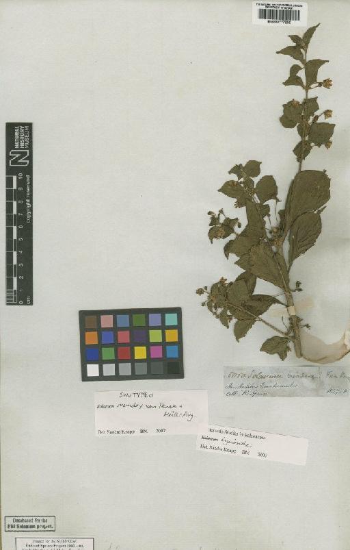 Lycianthes (Dunal) Hassl. - BM000777290