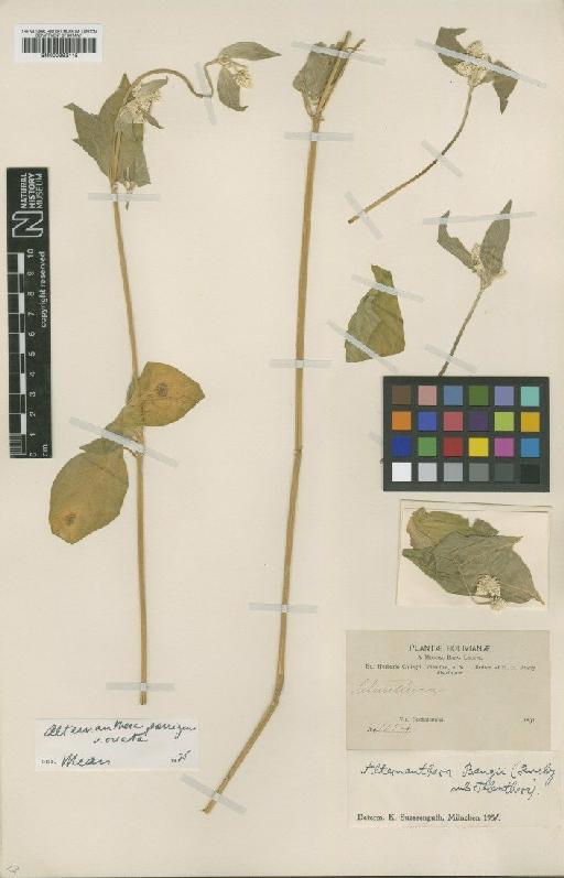 Alternanthera porrigens var. ovata (Moq.) Miers - BM000993115