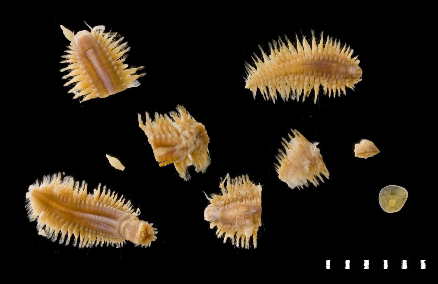 To NHMUK collection (Kermadecella magnipalpa (McIntosh, 1885); SYNTYPE(S); NHMUK:ecatalogue:3534999)