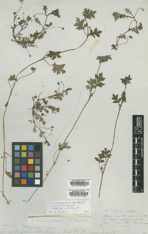 Nemophila parviflora Dougl - BM000522386