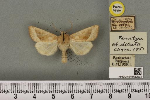 Hydraecia micacea ab. diluta Cockayne, 1951 - NHMUK_010480534_595329