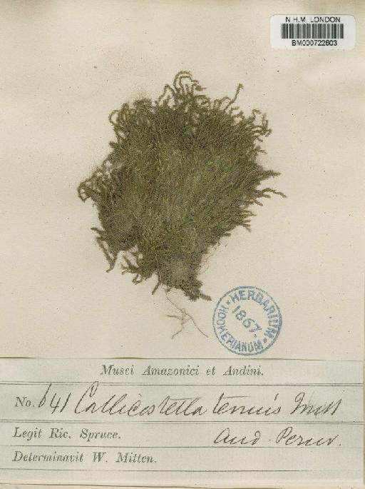 Callicostella tenuis Mitt. - BM000722603