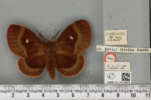 Lasiocampa quercus callunae ab. poveyi Smith, 1954 - BMNHE_1523660_193540