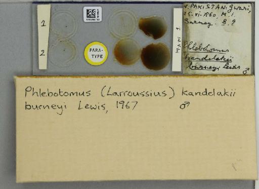 Phlebotomus (Larroussius) kandelakii burneyi Lewis - 015283733_811457_1329593_157853_Type