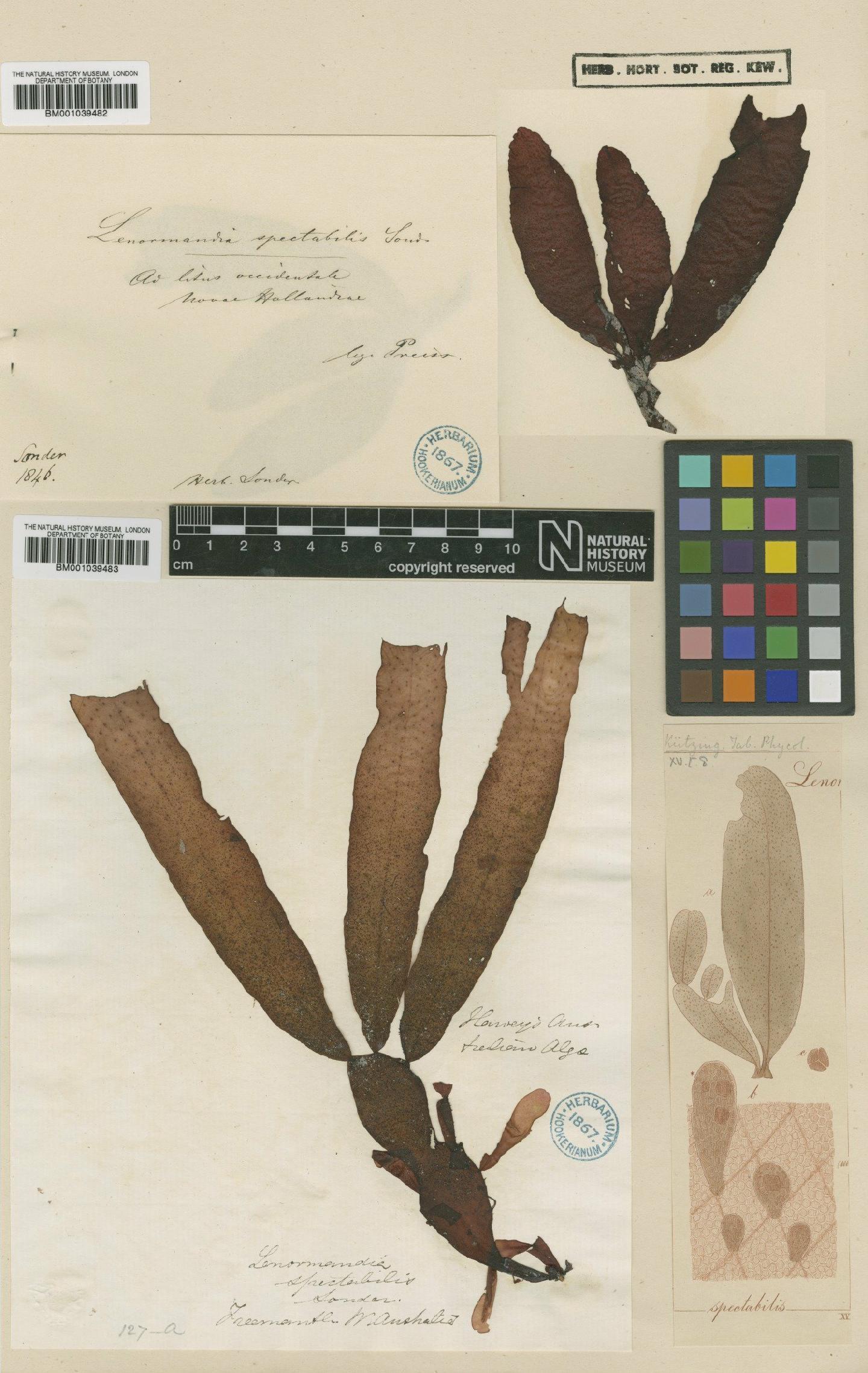 To NHMUK collection (Lenormandia spectabilis Sond.; NHMUK:ecatalogue:717185)