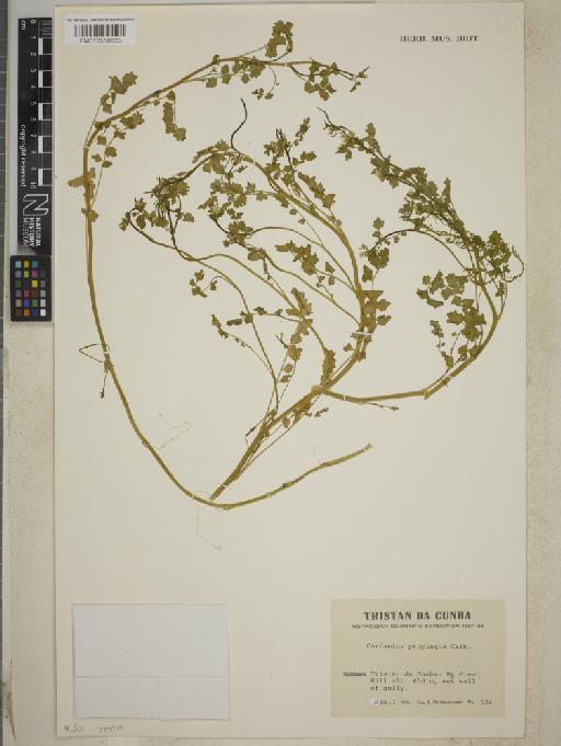 Cardamine proprinqua Carm. - BM012558623