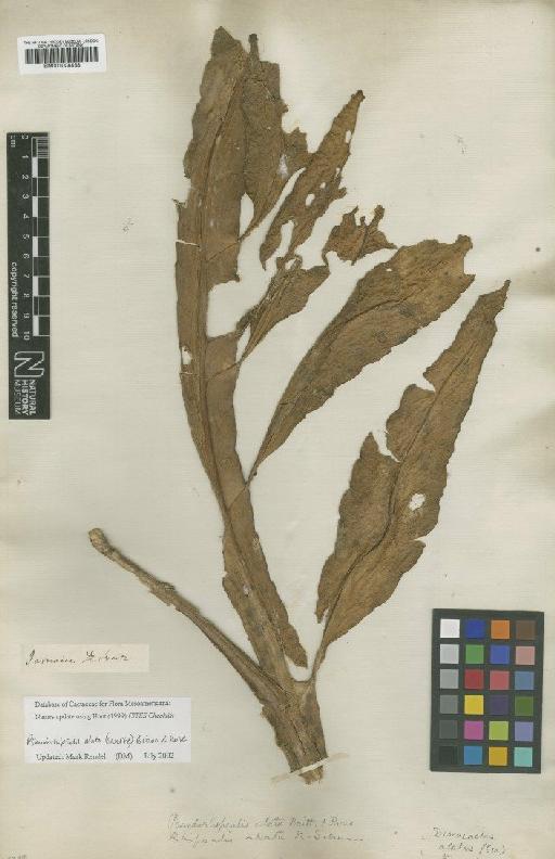 Pseudorhipsalis alata (Sw.) Britton & Rose - BM001008538