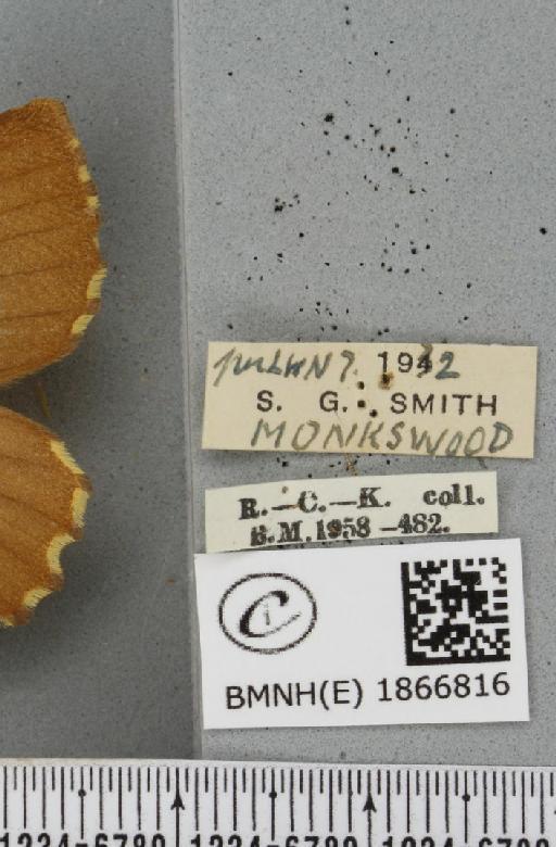 Angerona prunaria ab. smartaria Williams, 1947 - BMNHE_1866816_label_439972