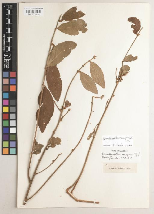 Bernardia axillaris (Spreng.) Müll.Arg. - BM013719465