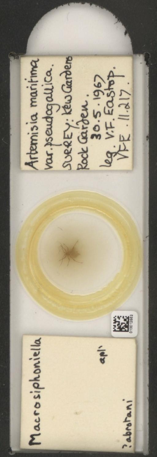 Macrosiphoniella abrotani Walker, 1852 - 010012562_112658_1094710