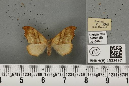 Falcaria lacertinaria (Linnaeus, 1758) - BMNHE_1532497_187485