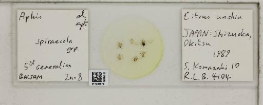 Aphis (Medoralis) spiraecola Patch, 1914 - 014225672_112525_1093088_157806_NoStatus