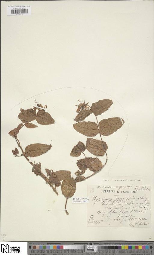 Hypericum grandifolium Choisy - BM001204406