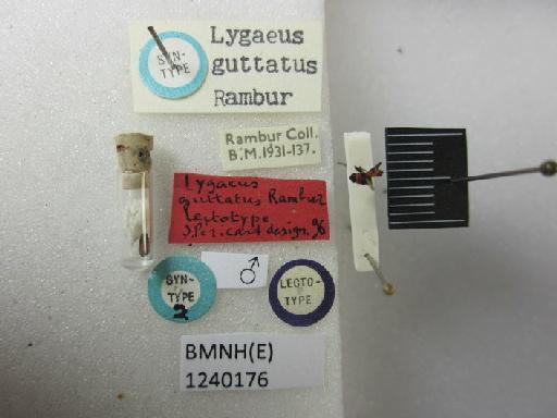 Lygaeus guttatus Rambur, 1839 - Lygaeus guttatus-BMNH(E)1240176-Lectotype male dorsal & labels