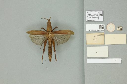 Tagasta inornata (Walker, 1870) - 012498518_reverse_1