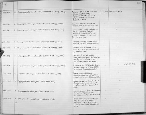 Leviapseudes gracillimus (Hansen, 1913) - Zoology Accessions Register: Crustacea: 1984 - 1991: page 262