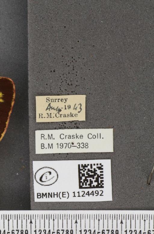 Colias croceus (Geoffroy, 1785) - BMNHE_1124492_label_80182