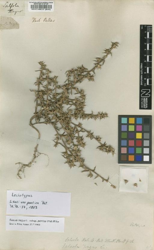 Salsola tragus subsp. pontica (Pall.) Rilke - BM000016635