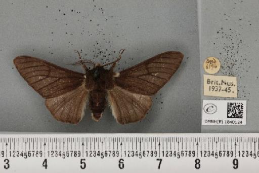 Biston betularia ab. carbonaria Jordan, 1869 - BMNHE_1840124_a_413119