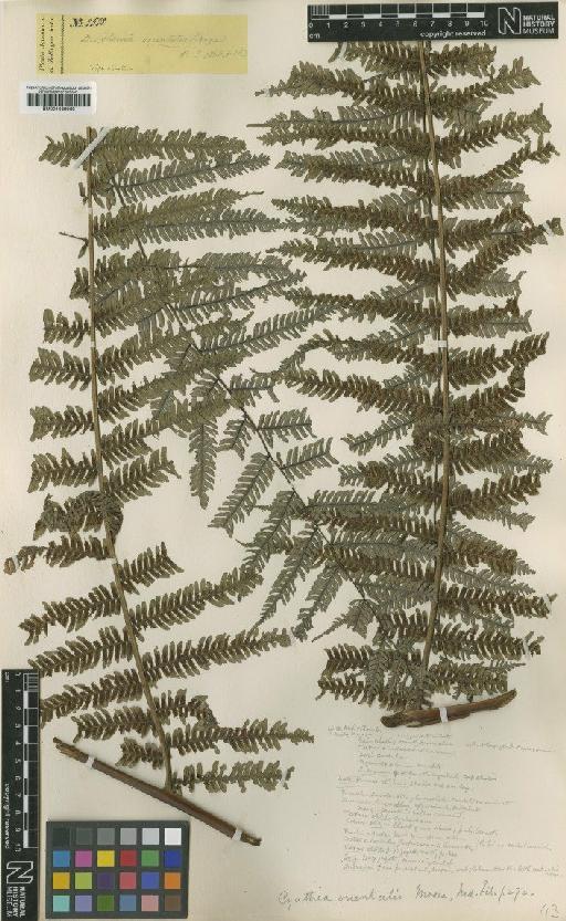 Cyathea orientalis (Kunze) T.Moore - BM001039960