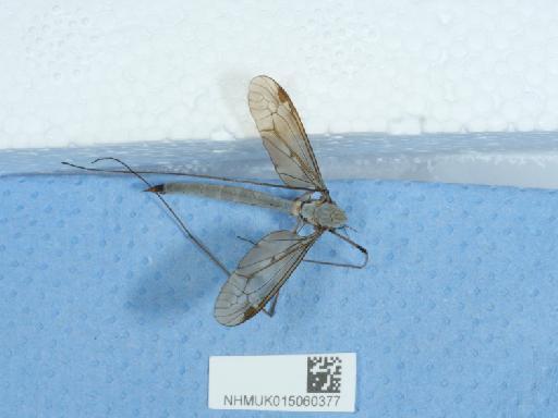 Tipula fulvipennis Walker, 1848 - 015060377_5