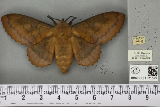 Gastropacha quercifolia (Linnaeus, 1758) - BMNHE_1521529_198401