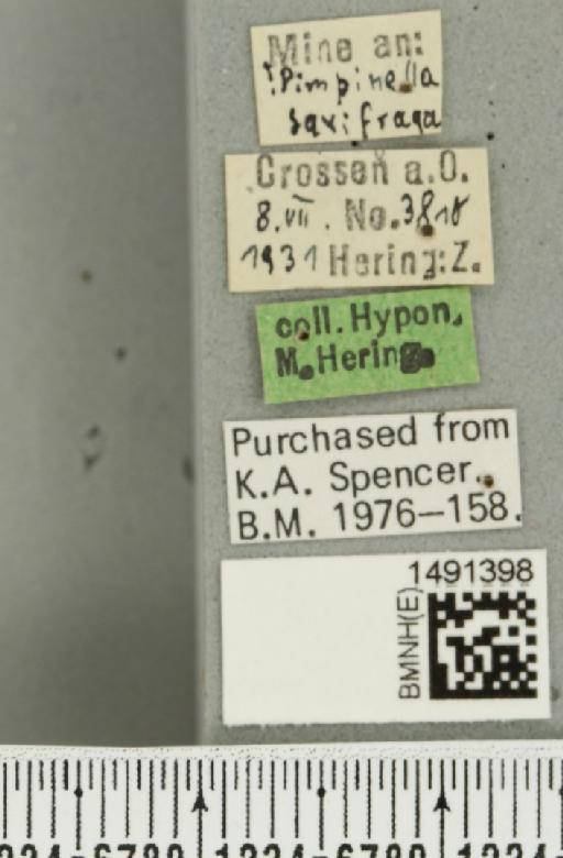 Phytomyza adjuncta Hering, 1928 - BMNHE_1491398_label_53028