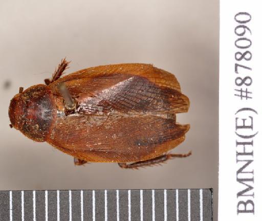 Oxyhaloa signifrons Walker, 1868 - Nauphoeta signifrons Walker, F, 1868, unsexed, holotype, dorsal. Photographer: Heidi Hopkins. BMNH(E)#878090