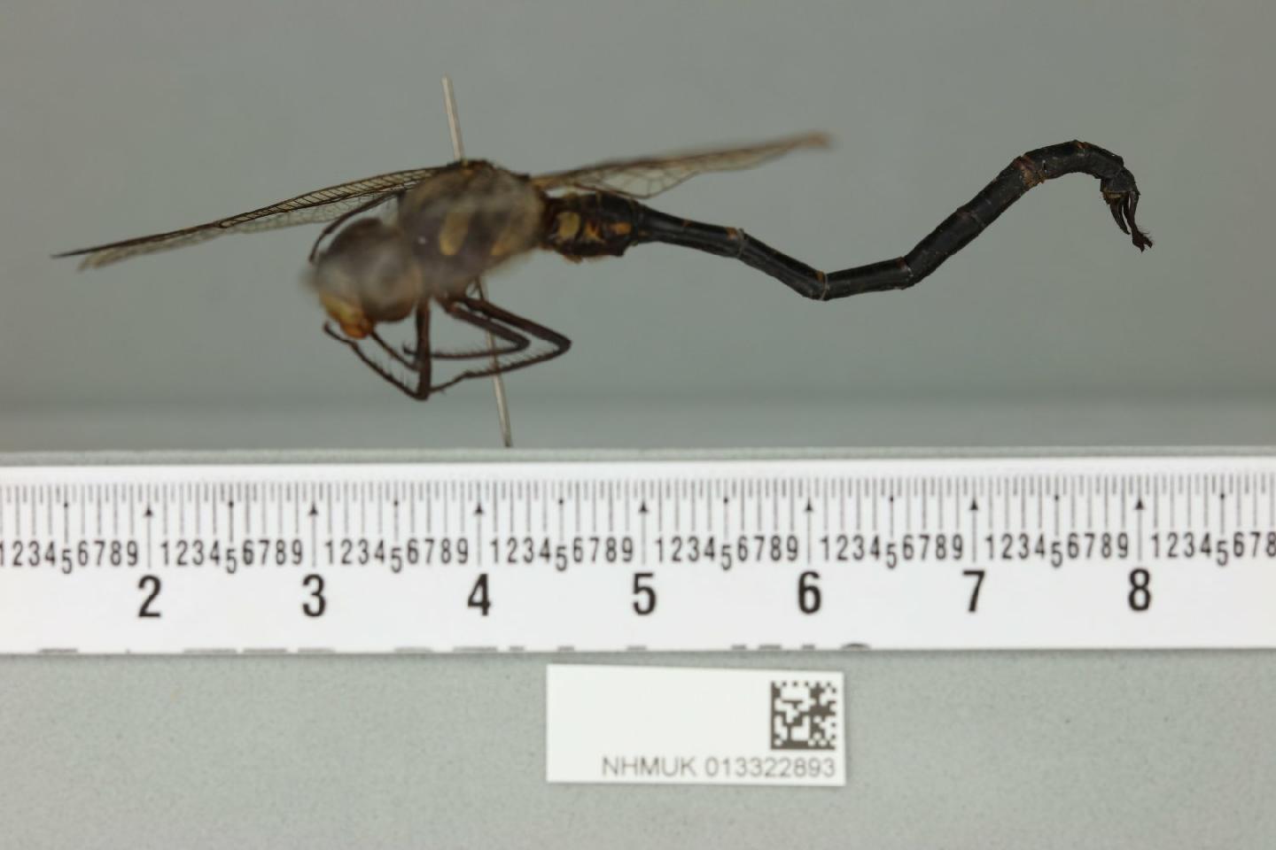 Periaeschna