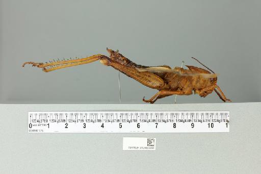 Valanga nigricornis melanocornis (Serville, 1838) - 012498444_reverse