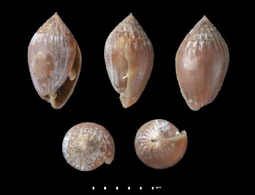 Melampus (Tralia) semiplicata subterclass Tectipleura Pease, 1860 - 19620774, PARALECTOTYPES, Melampus (Tralia) semiplicata Pease, 1860