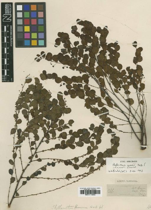 Phyllanthus gunnii Hook.f. - BM001014884