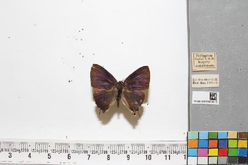 Rapala sp. infrasubspecies chondong Cowan, 1956 - NHMUK010429916_1_Rapala_sp