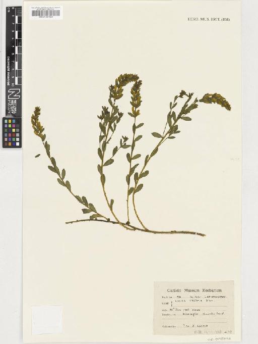 Genista tinctoria L. subsp. tinctoria - BM001037650