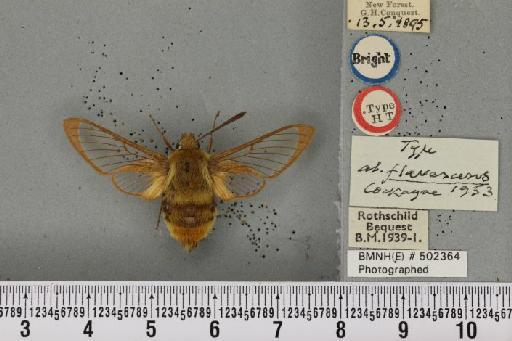 Hemaris tityus (Linnaeus, 1758) - BMNHE_502364_205273