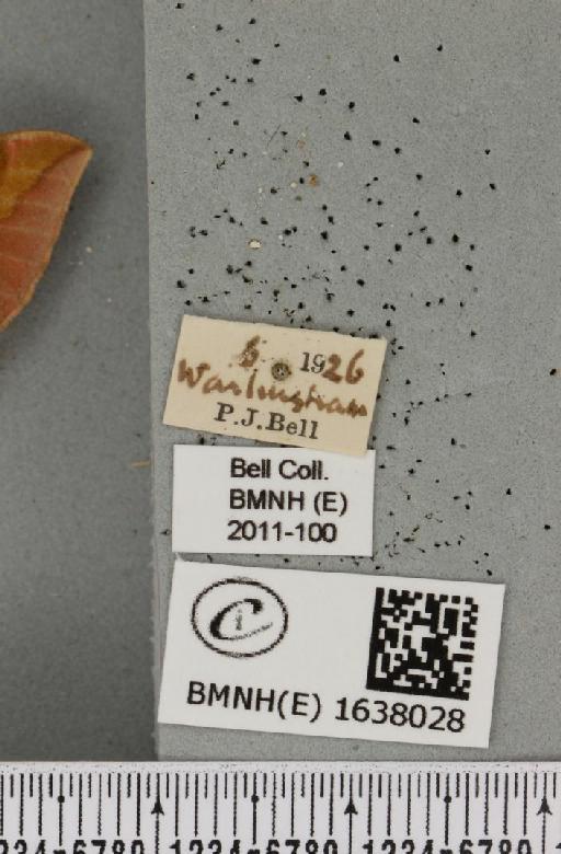 Deilephila porcellus (Linnaeus, 1758) - BMNHE_1638028_label_207081