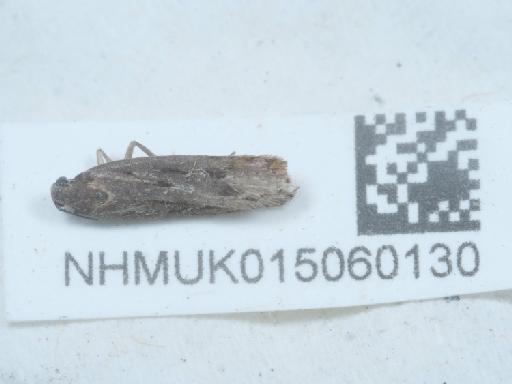 Neofaculta ericetella (Geyer in Hübner, 1832) - 015060130_3