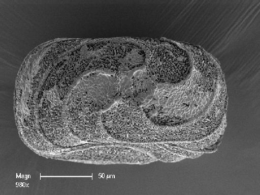 Nitella paludigena M.T.Casanova & Karol - OosporeBase