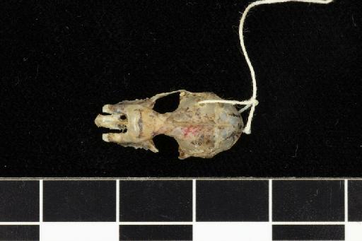 Rhinolophus lepidus shortridgei Andersen,  1918 - 1918_8_3_1-Rhinolophus_lepidus_shortridgei-Holotype-Skull-dorsal