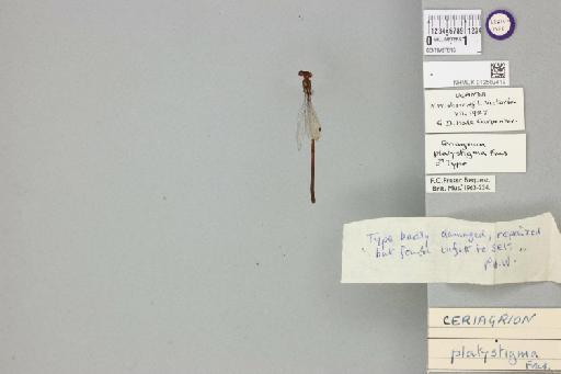 Ceriagrion platystigma Fraser, 1941 - 012502419_dorsal