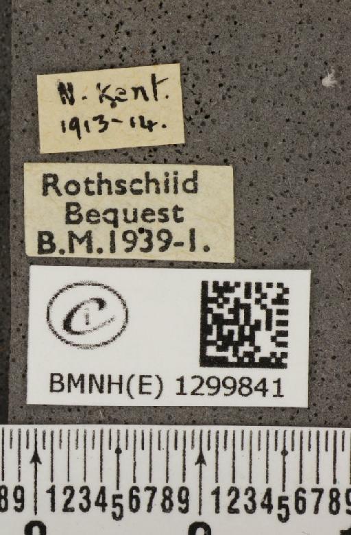 Polyommatus icarus icarus (Rottemburg, 1775) - BMNHE_1299841_label_134906