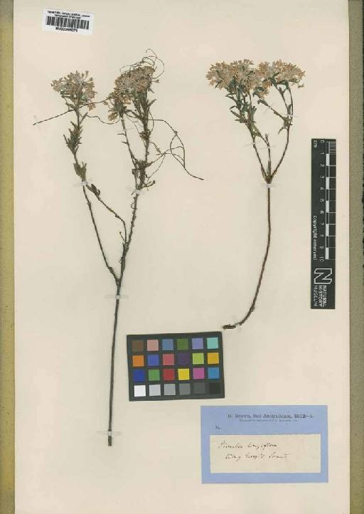 Pimelea longiflora R.Br. - BM000895076