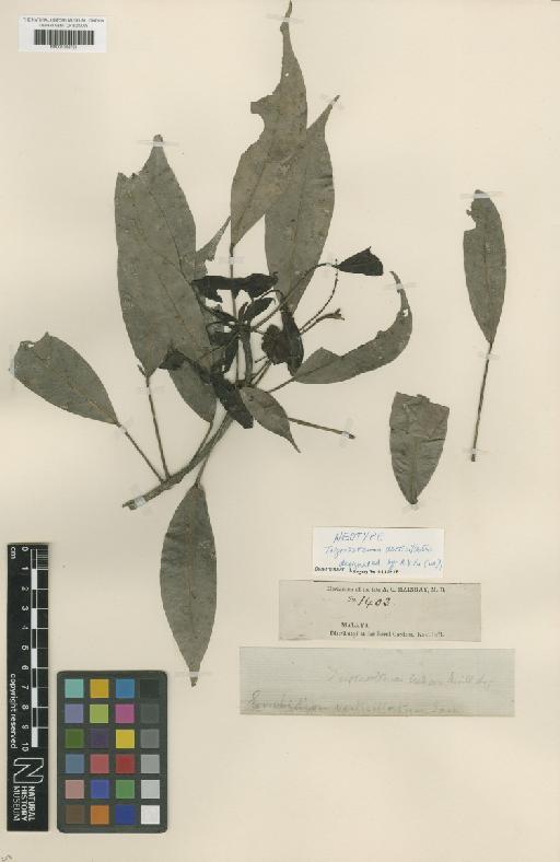 Trigonostemon verticillatus (Jack) Pax - BM001209721