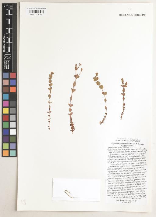 Hypericum anagalloides Cham. & Schltdl. - BM013719589