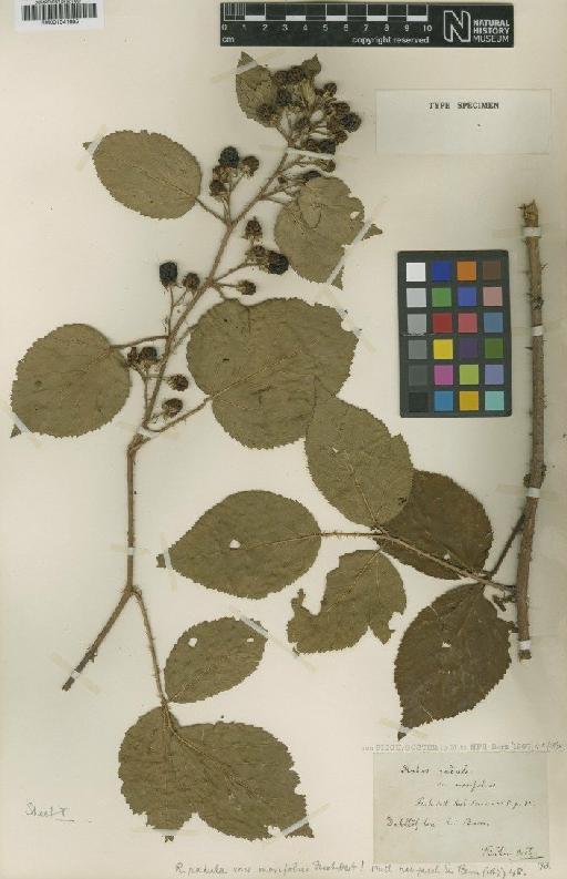 Rubus radula var. morifolius Fisch.-Oost. - BM001041685